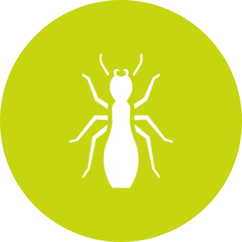 Termites